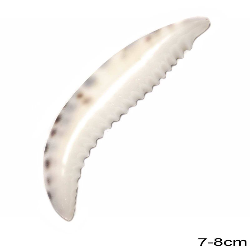 Διακοσμητικό Κοχύλι Δόντι 7-8cm